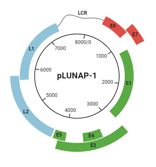 pLUNAP-PBTransposase